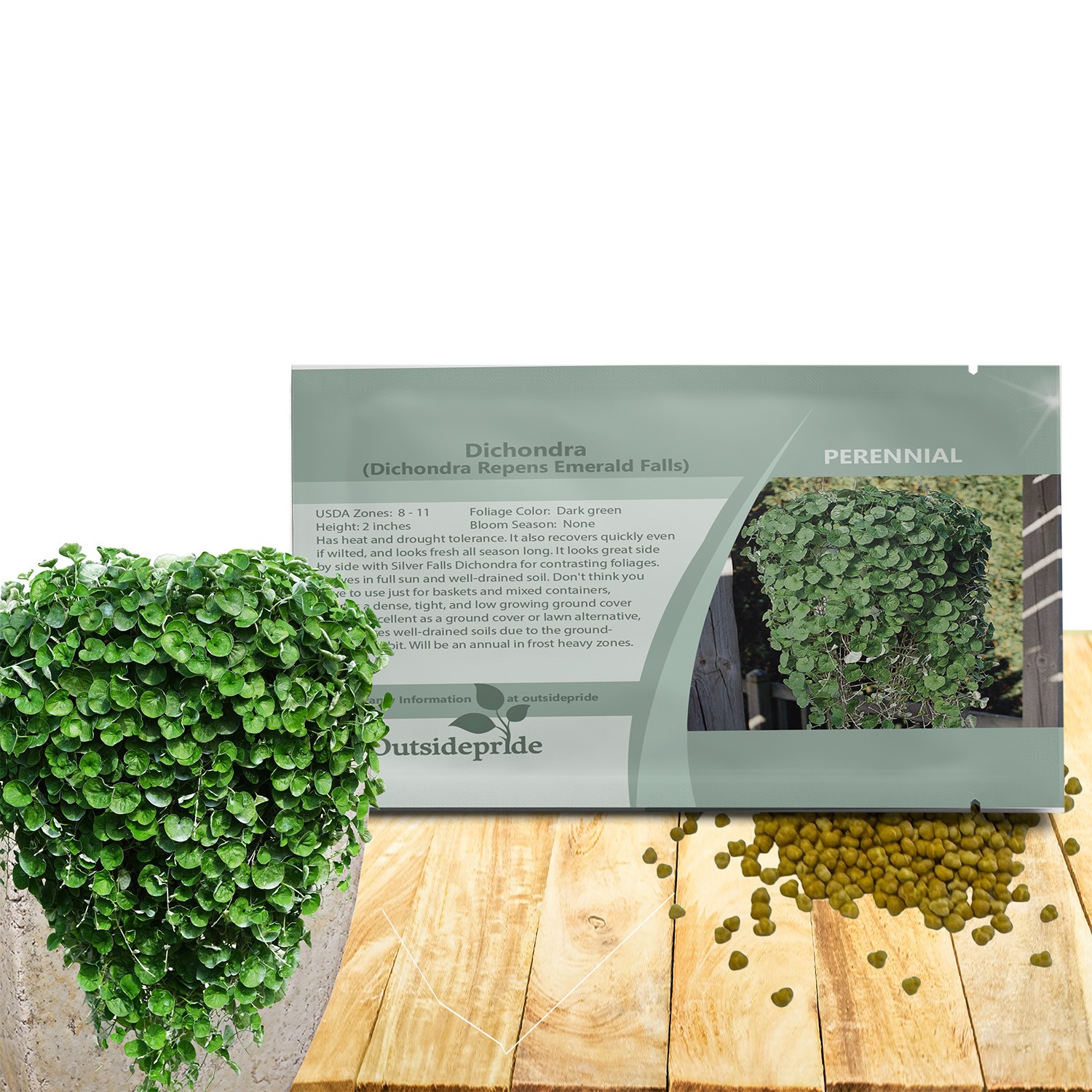 15 Seeds Drought Tolerant Dichondra Repens Emerald Falls Ground Cover Plant Seed