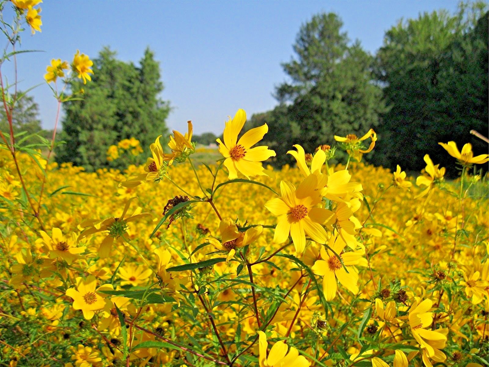 101+SWAMP MARIGOLD Seeds Tickseed Native Wildflower Shrub Bush Flowers Fast Easy