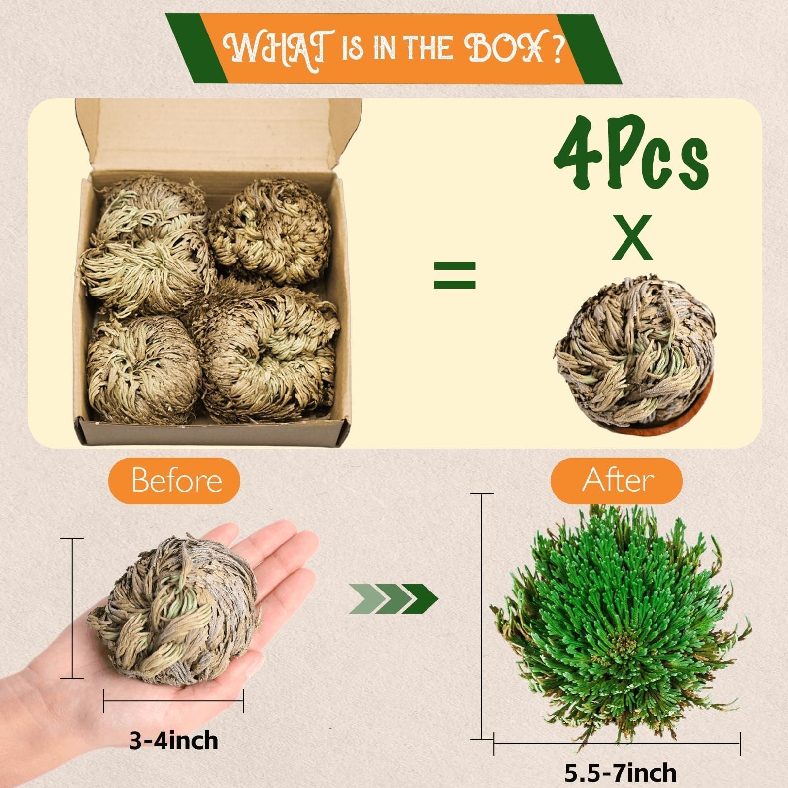 4-Pack Large Premium Dried Rose of Jericho, Selaginella Resurrection Grass, D
