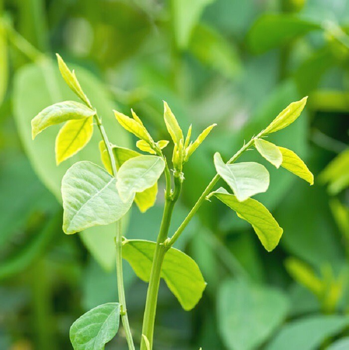 Star Gooseberry Leaves Seeds, Rau bồ ngót, Sauropus Androgynus, Katuk 200+ Seeds