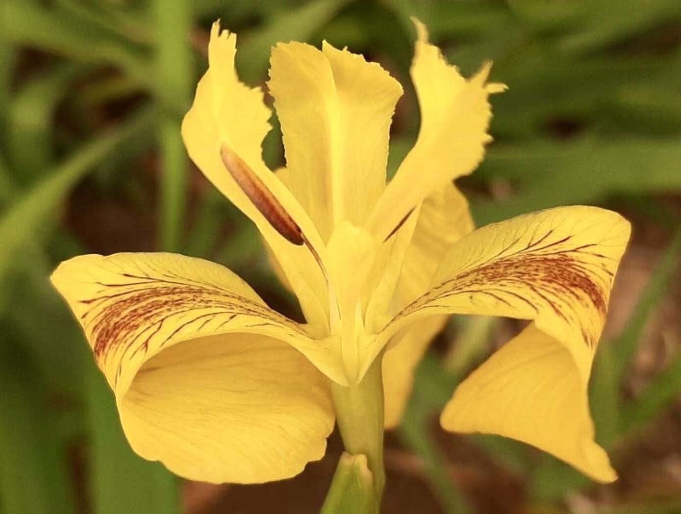 Yellow Flag Iris, Water Iris, Iris Pseudacorus – 30 Seeds 2024 – USA