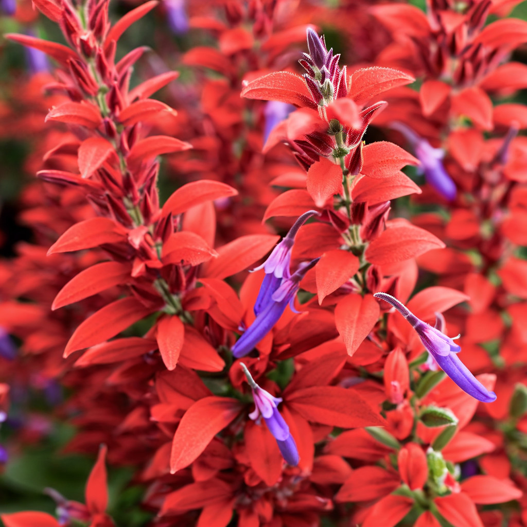 50 Salvia Seeds Flower Perennial Flowers Seed Pollinator Bees “Orange White”