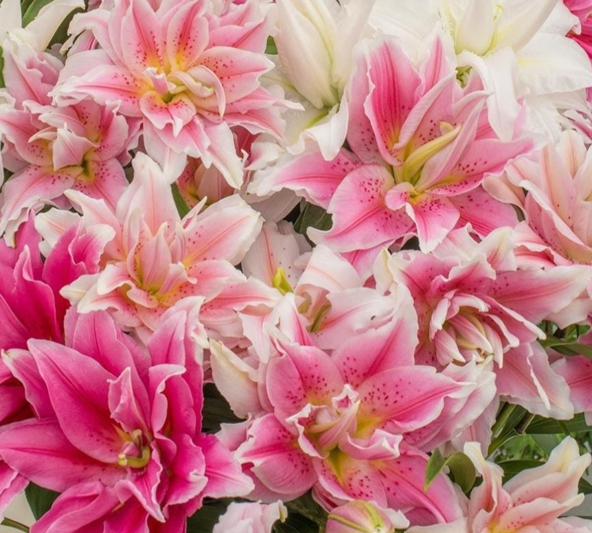 Lilys Flower Bulbs Roselily 4 Rose Lily Double Bulb Mix Pink White Pollen Free
