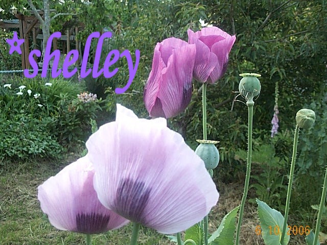Best Seller! Tazzy Purple, Wizard Red, Afghan Pink Mix 10,000 seeds PoppyQueen👑