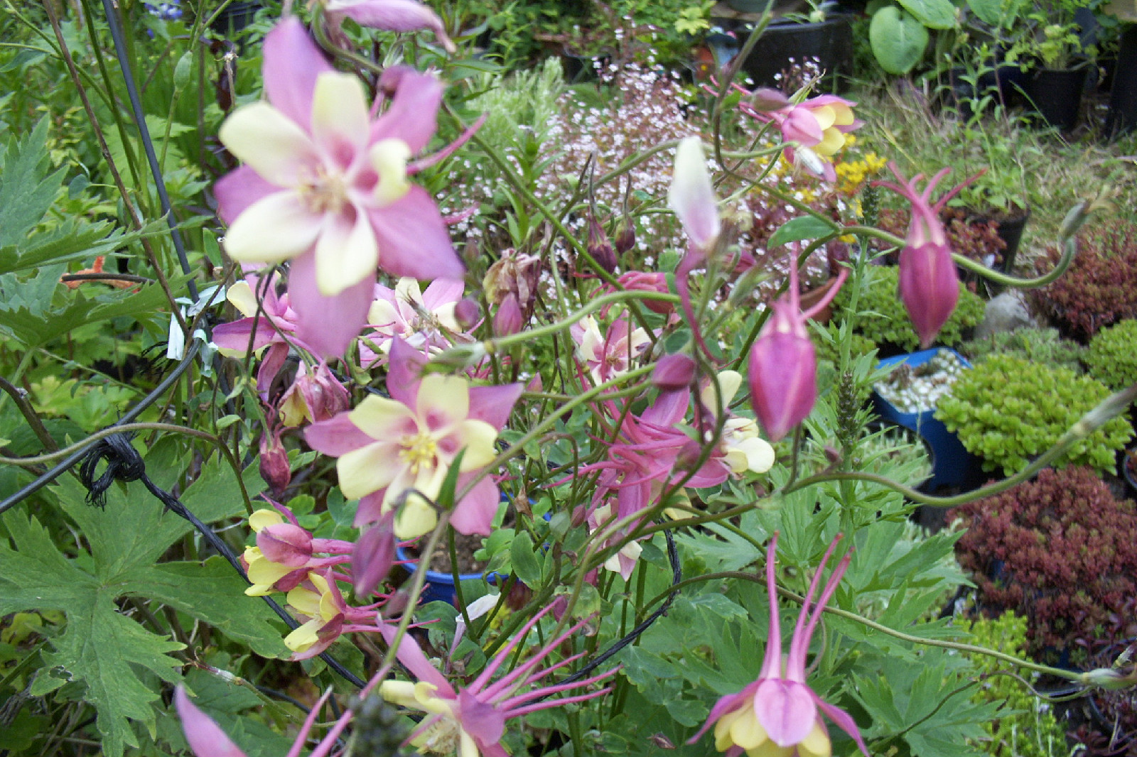COLUMBINE MIX, 202+ SEEDS, ALL KINDS AND COLORS, AQUILEGIA, easy to grow, USA