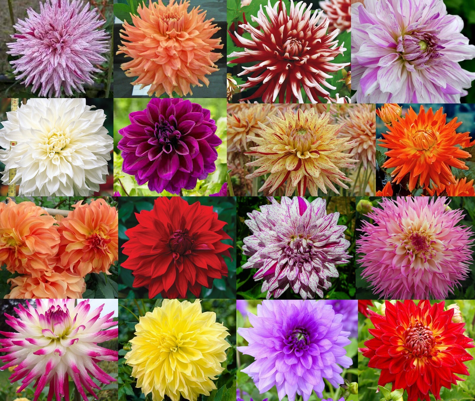 LOT of 10 Small Dahlia Bulbs/Tubers~MIXED COLORS~Mystery Flowers~COMB SHIPPING