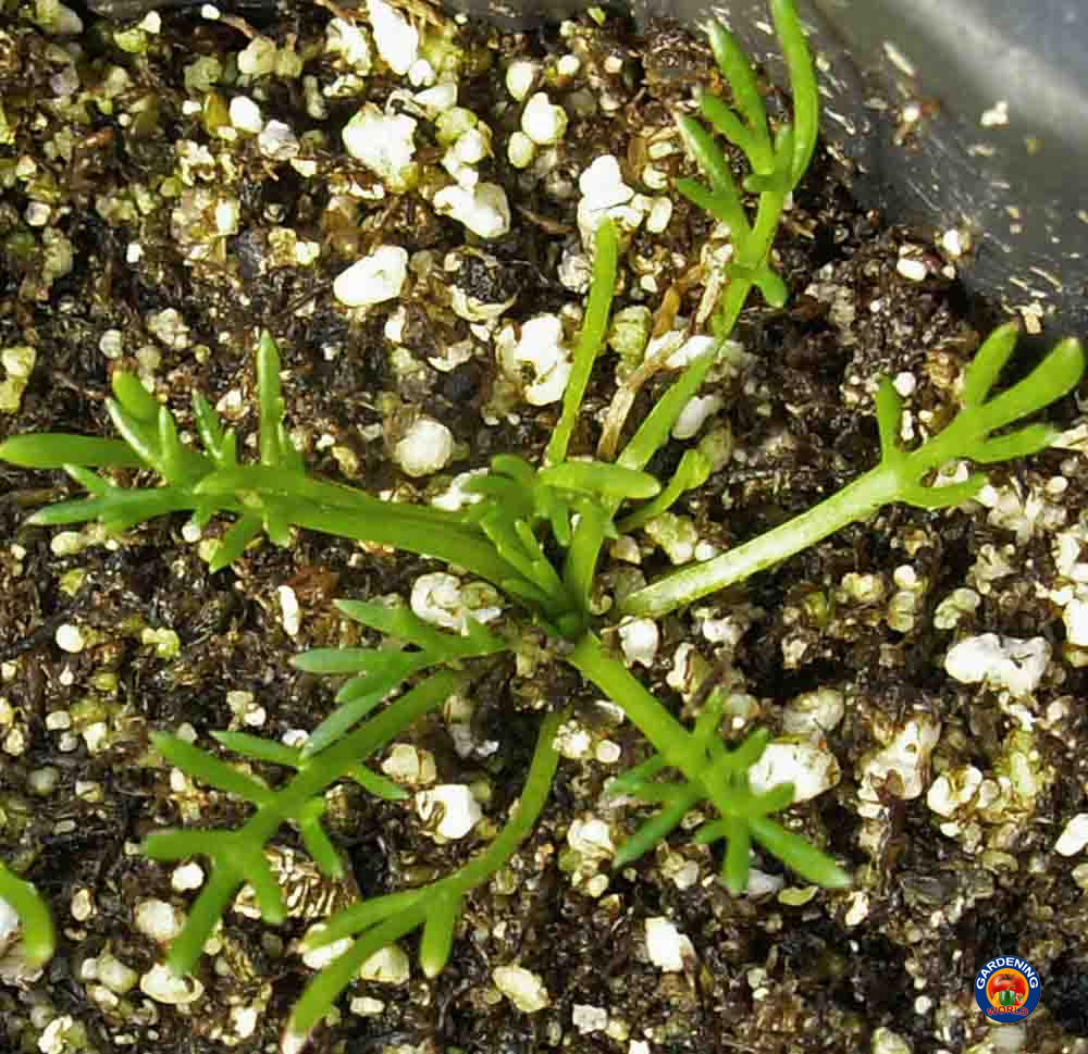 2000 ROMAN CHAMOMILE Herb Seeds Flower Anthemis nobilis