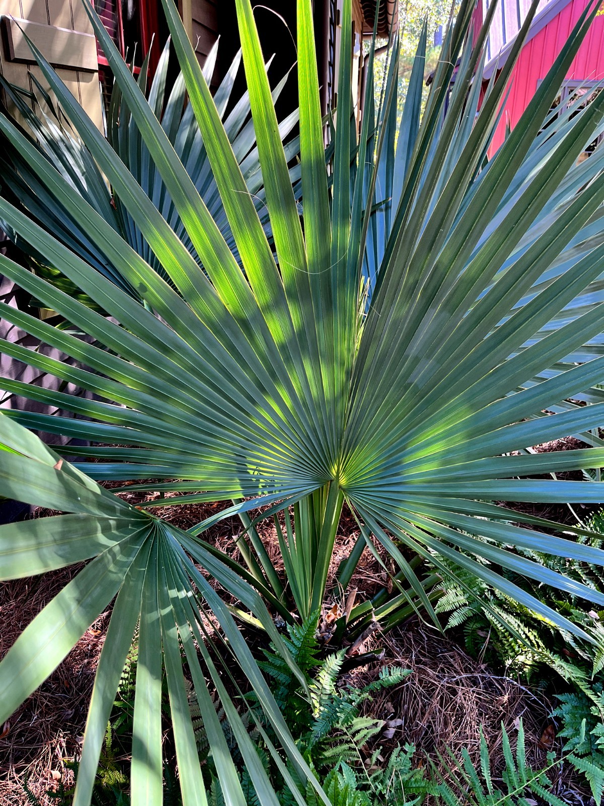 Dwarf Palmetto Palm Tree Seeds (Sabal minor) Cold Hardy Tropical Fan Palm