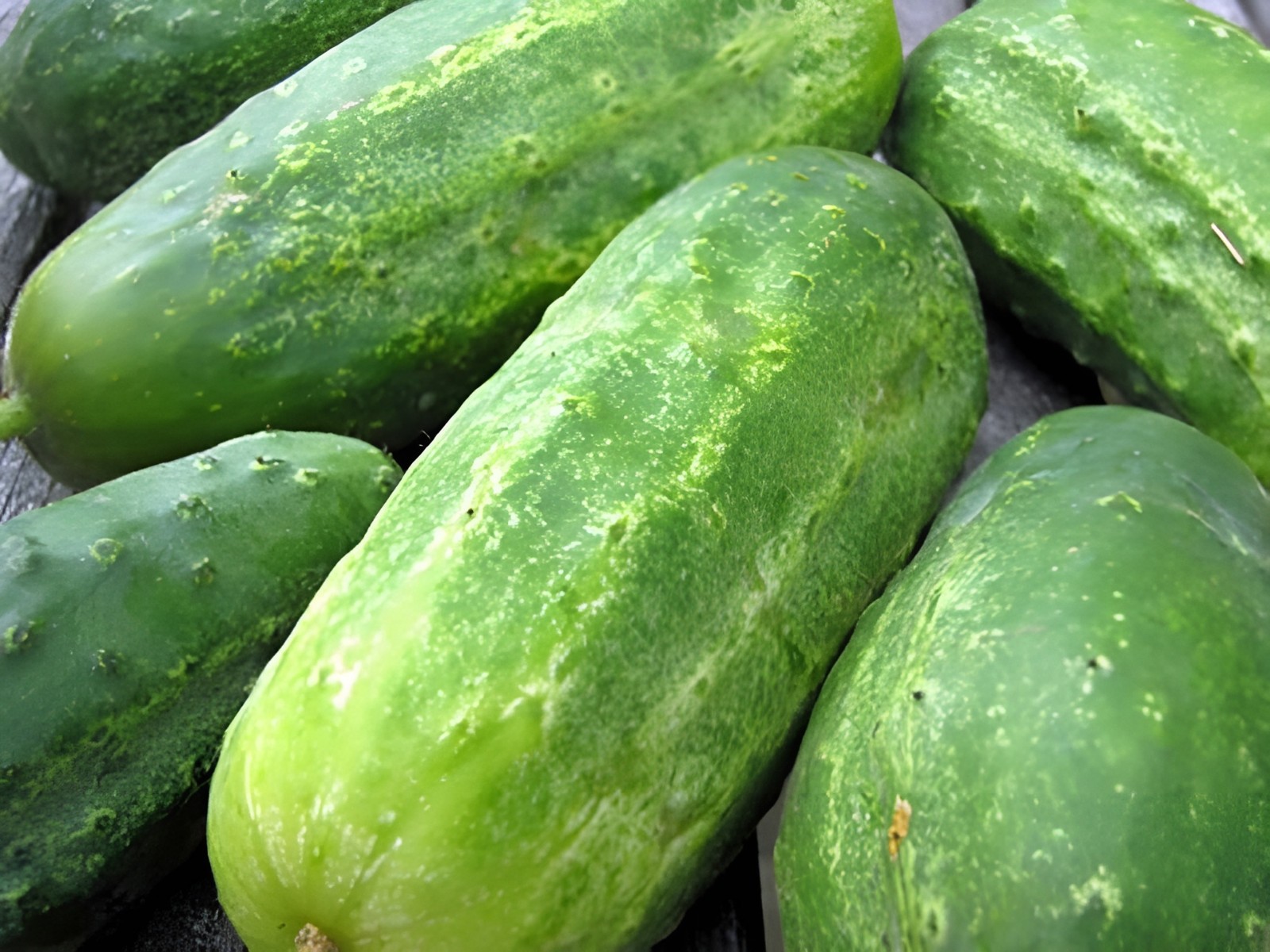 60 Heirloom Arkansa’s Litte Leaf Cucumber Seeds High Yield- Compact Bush Variety