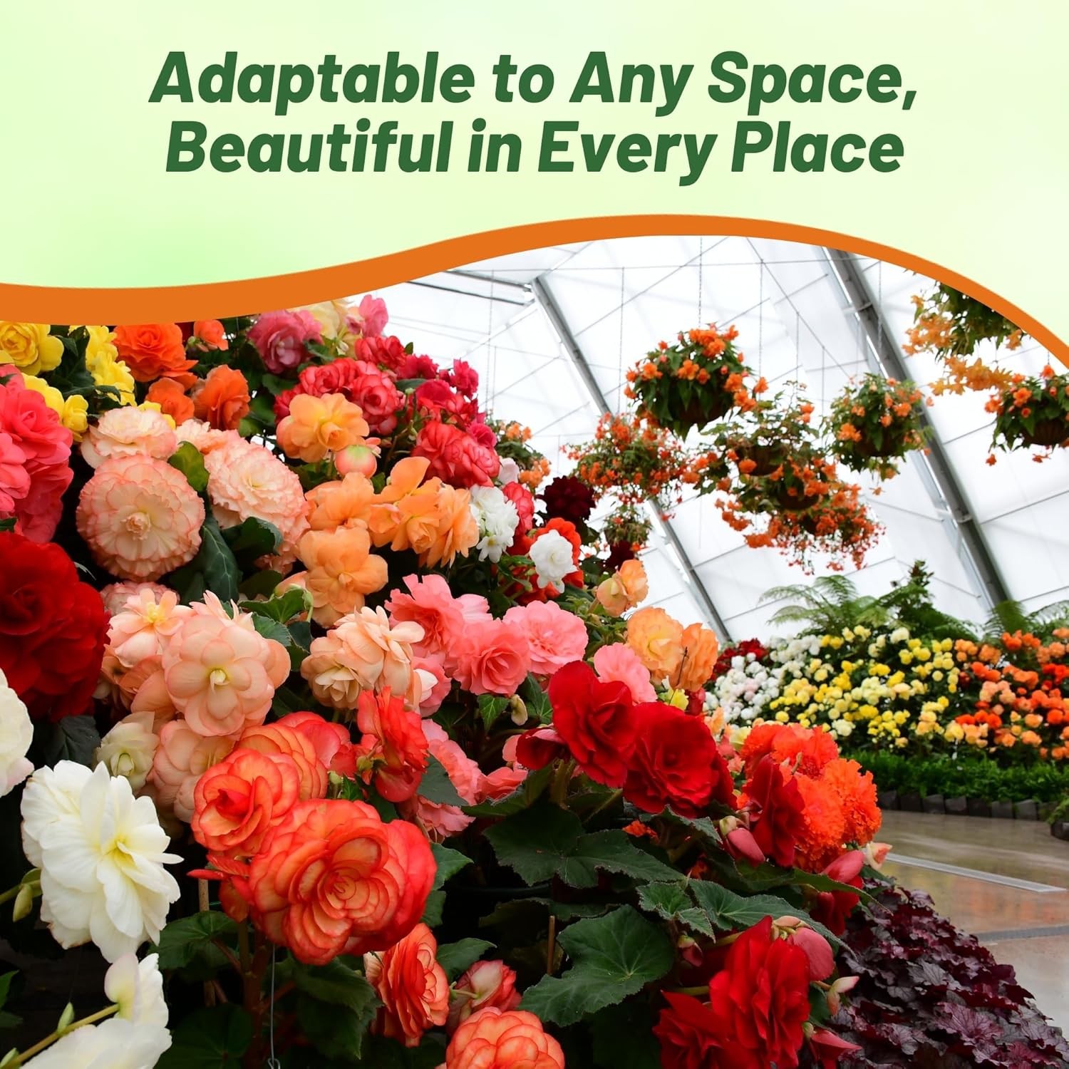 50 Seeds Limitless Begonia Garden Flower Seed Mix – Tuberous Begonias