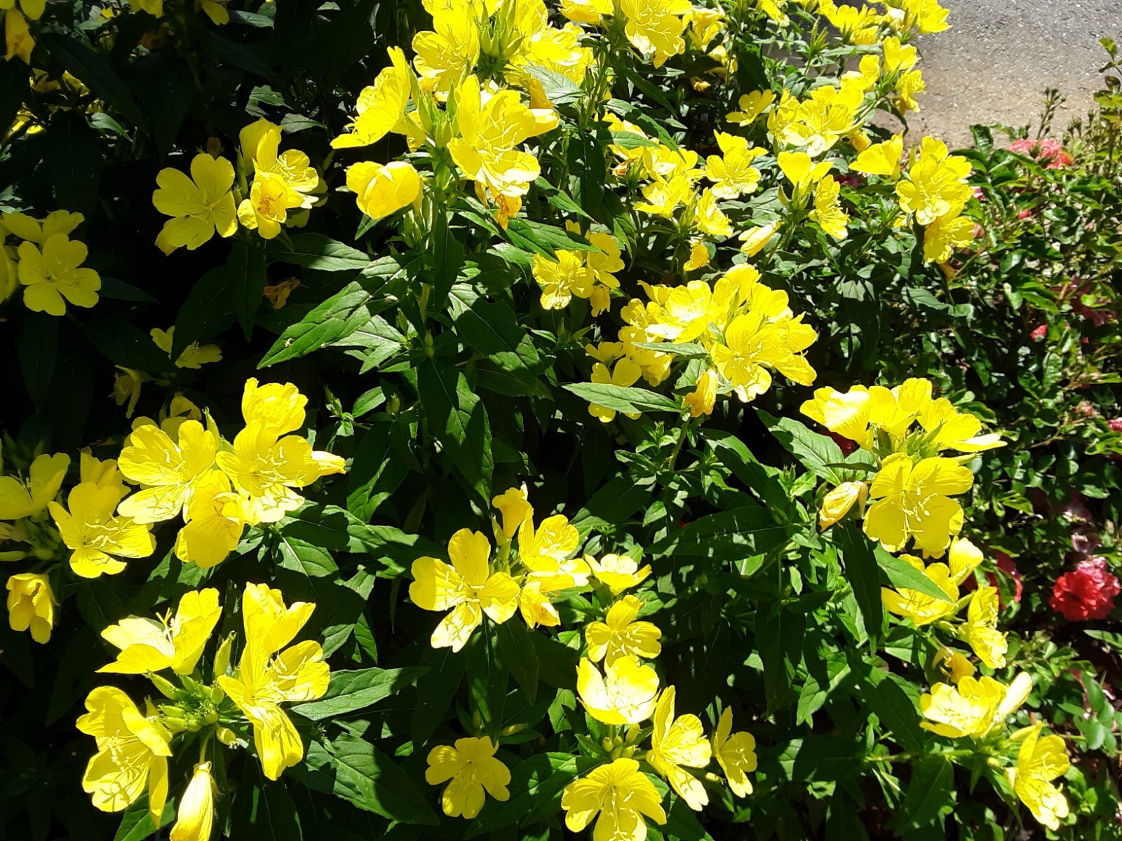 25 Common Evening Primrose Seeds, Yellow Flower Clusters.Perennial.