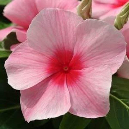 Vinca Seeds 50 Seeds Mediterranean XP Strawberry