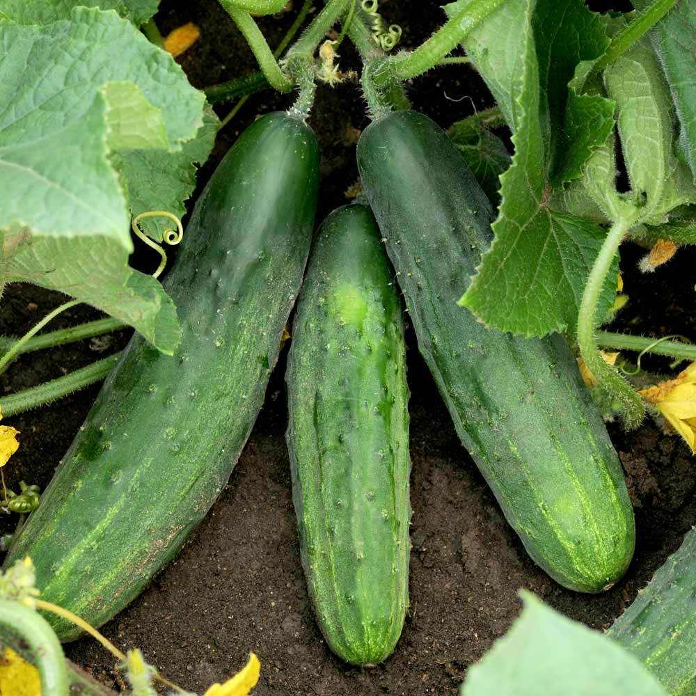 Spacemaster 80 Cucumber Seeds | Bush Type Small Gardens Container Planting 2024