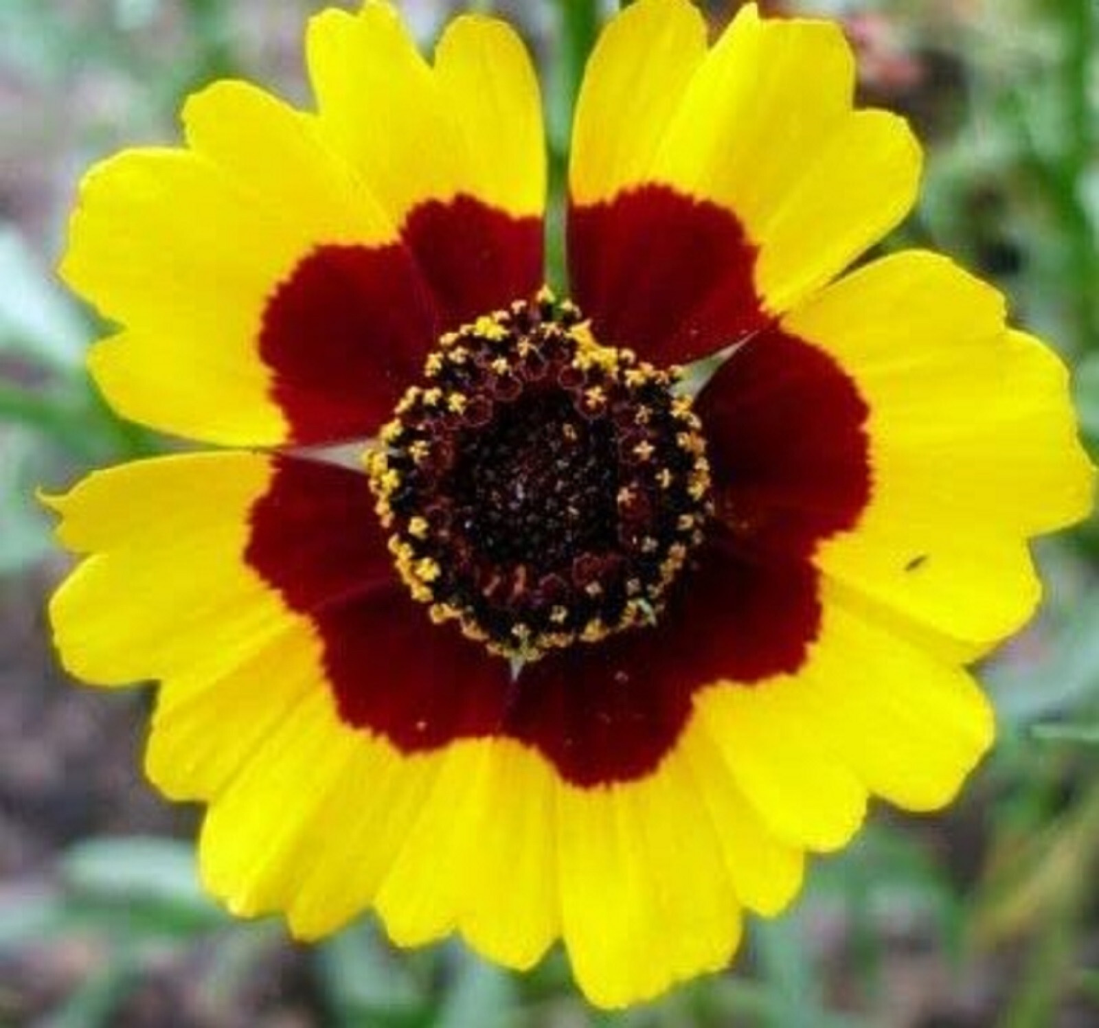 Coreopsis Seeds Plains Coreopsis Seeds 300+ Seeds NON-GMO BUY 4 GET FREE SHIP