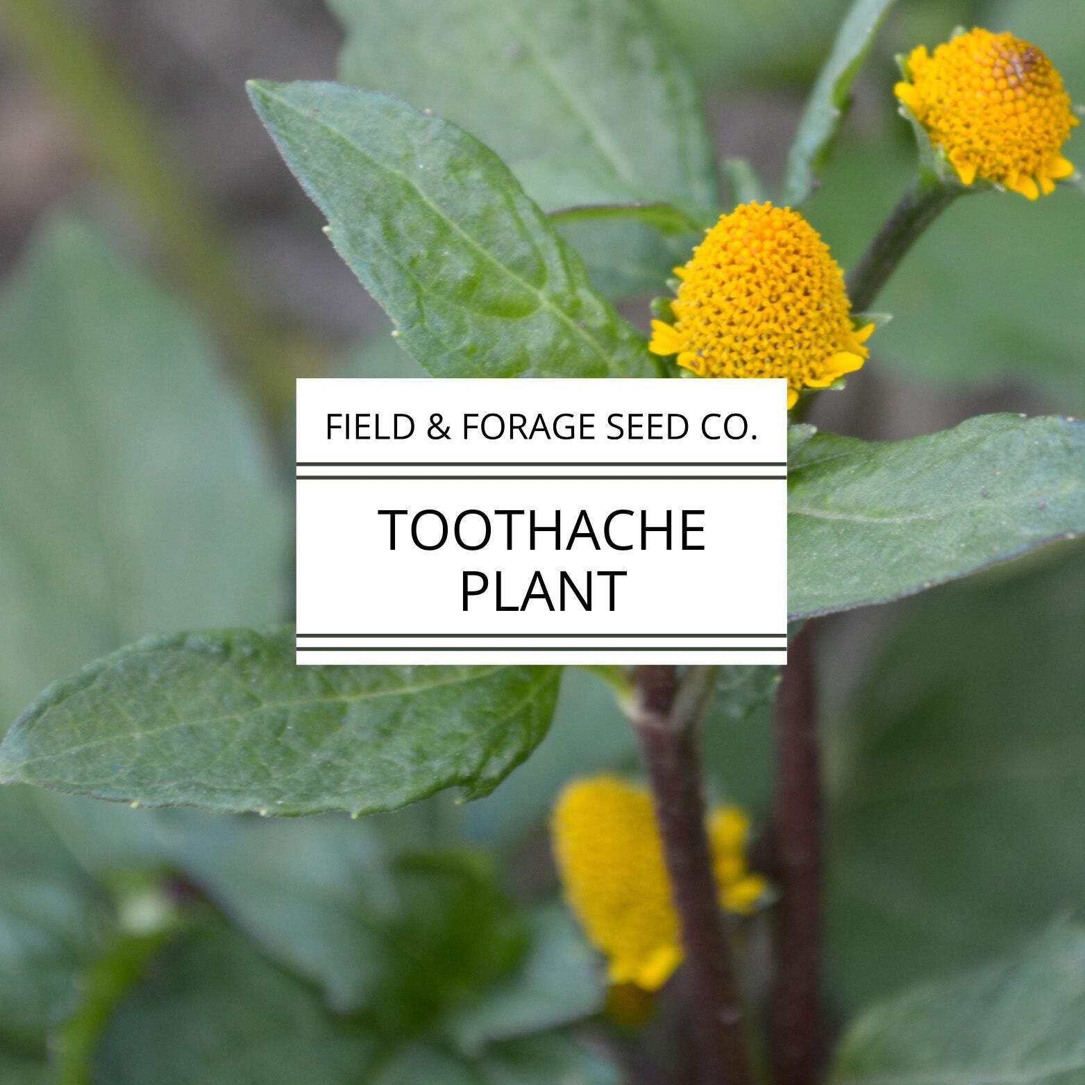 Toothache Plant | Acmella oleracea | Natural Numbing Herb | Medicinal & Ornament