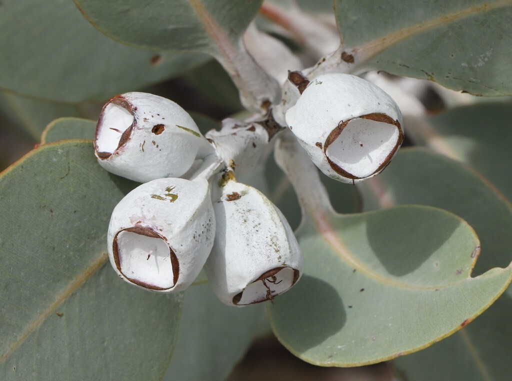 Eucalyptus pleurocarpa (tetragona) Seeds – ‘Tallerack’ – Silver Leaf