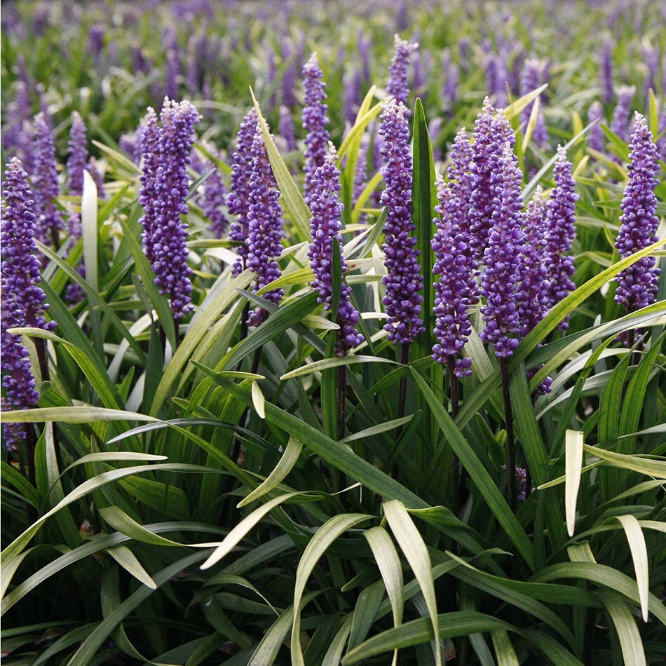 10 LILYTURF Flower Seeds Liriope Muscari Big Blue Lily Turf Clean Seed From 2024
