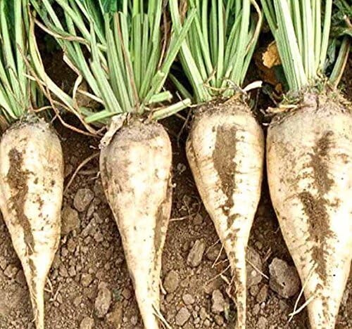 100+ seeds – Sugar Beet seeds for planting, non-GMO, fast growing, heirloom seed