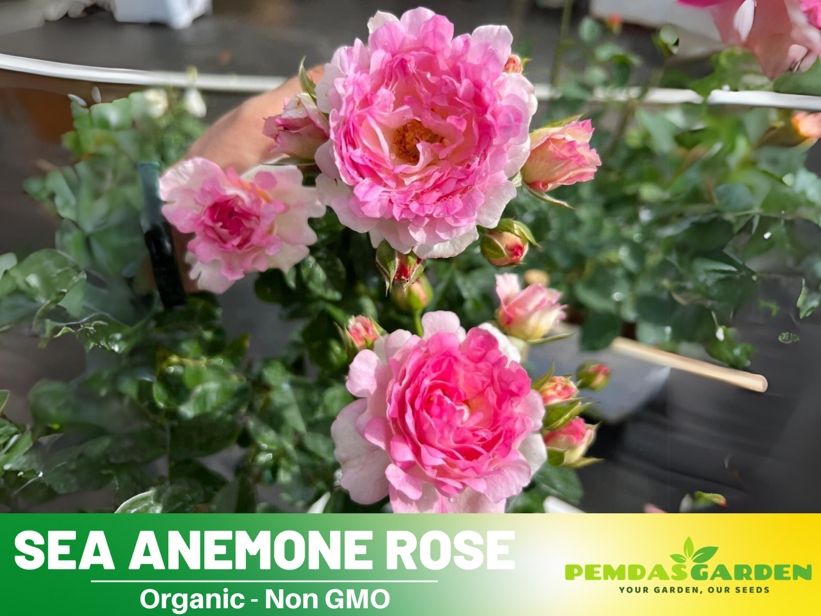 30+ Seeds| Sea Anemone Perennial Rose Seeds