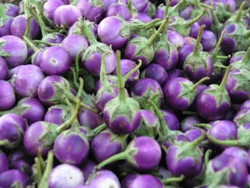 100+ EGGPLANT THAI , Round Mauve Purple/White Cà Pháo trắng/ tím Seeds