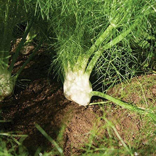 Florence Fennel Seeds | 300 Seeds | Heirloom – Non-GMO | Free Shipping | 1140