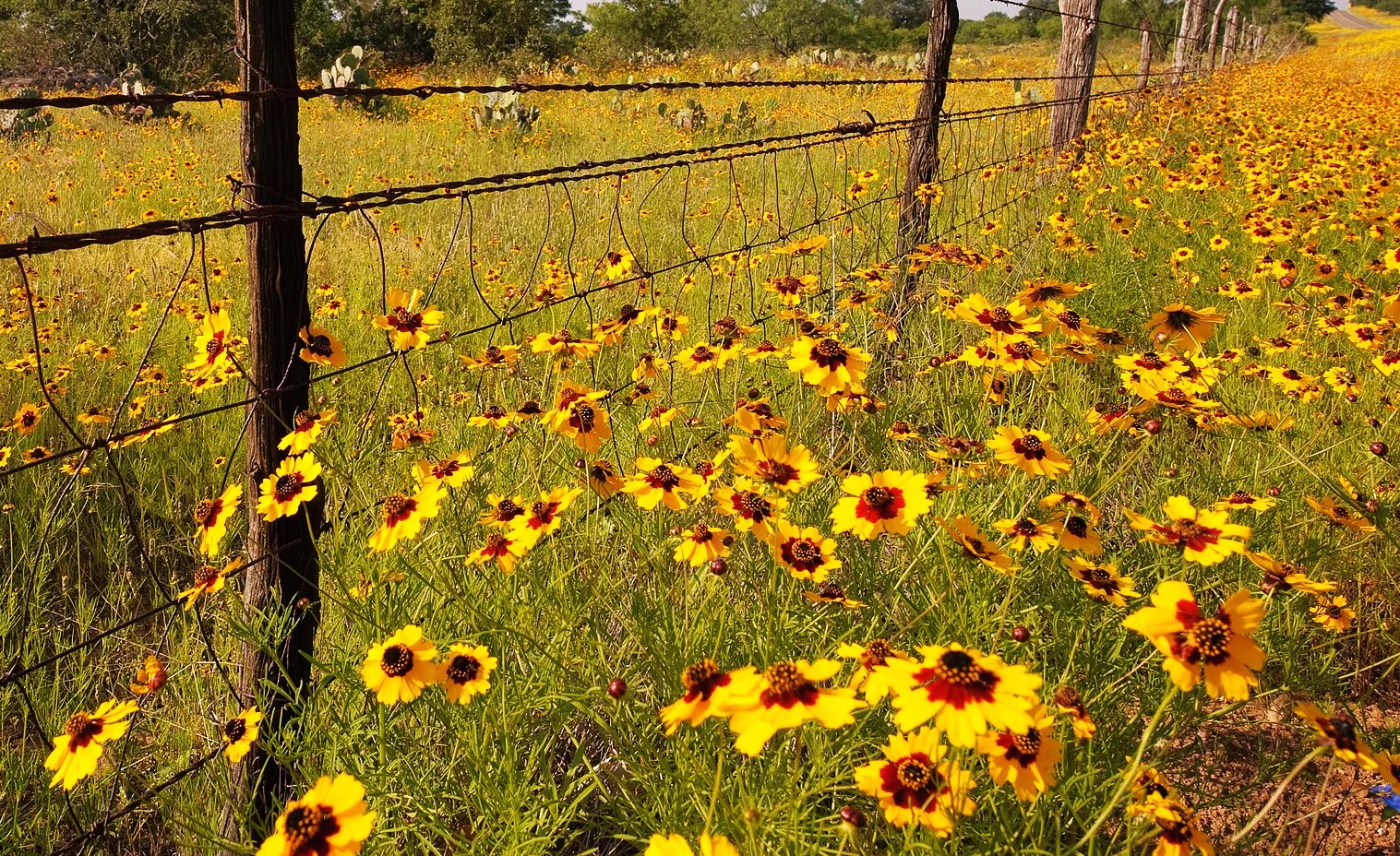 Plains Coreopsis Seeds | Mississippi Tickseed Calliopsis Wildflower Seed 2025