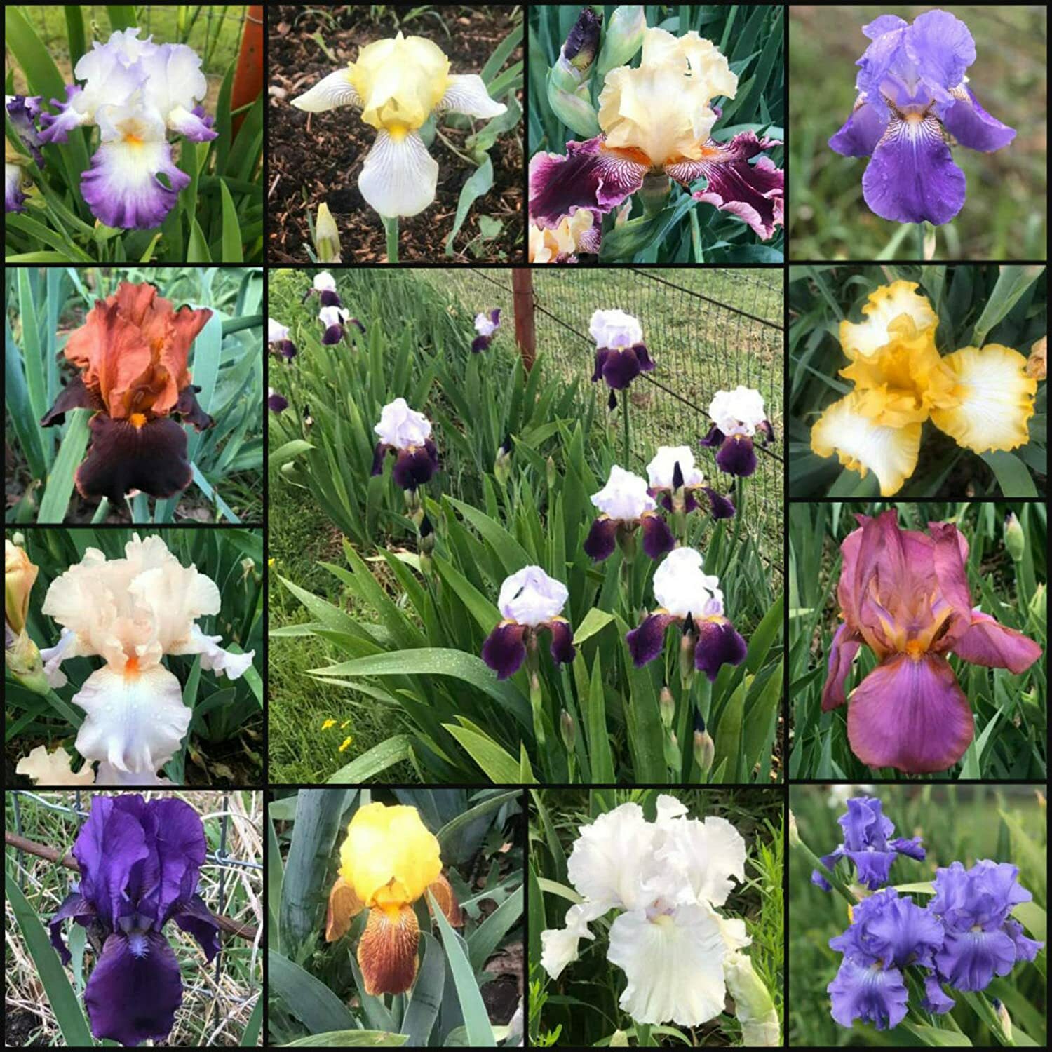 Fresh Sprouted Mixed BEARDED IRIS RHIZOME Bulbs (Choose your size)