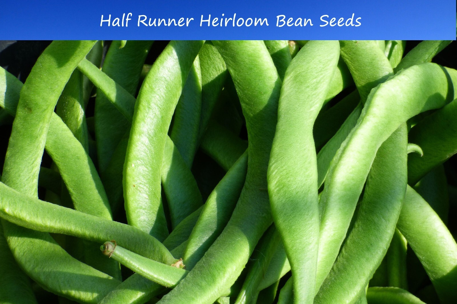 Bean Seed- White Half Runner Green Bean- 100 Heirloom vegetable