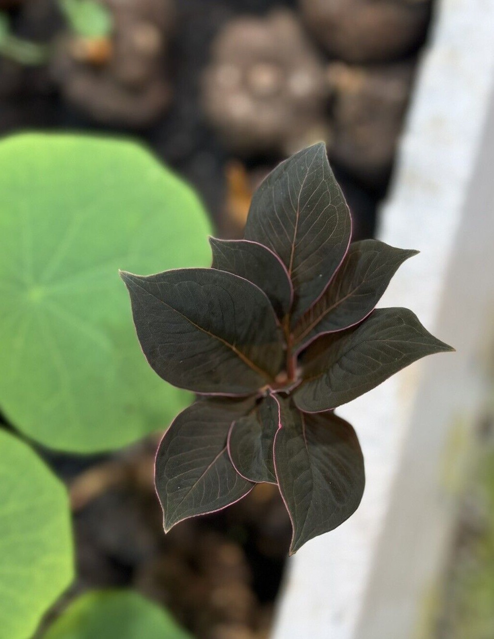 Amorphophallus atroviridis bulb caudex – tropical RARE plant