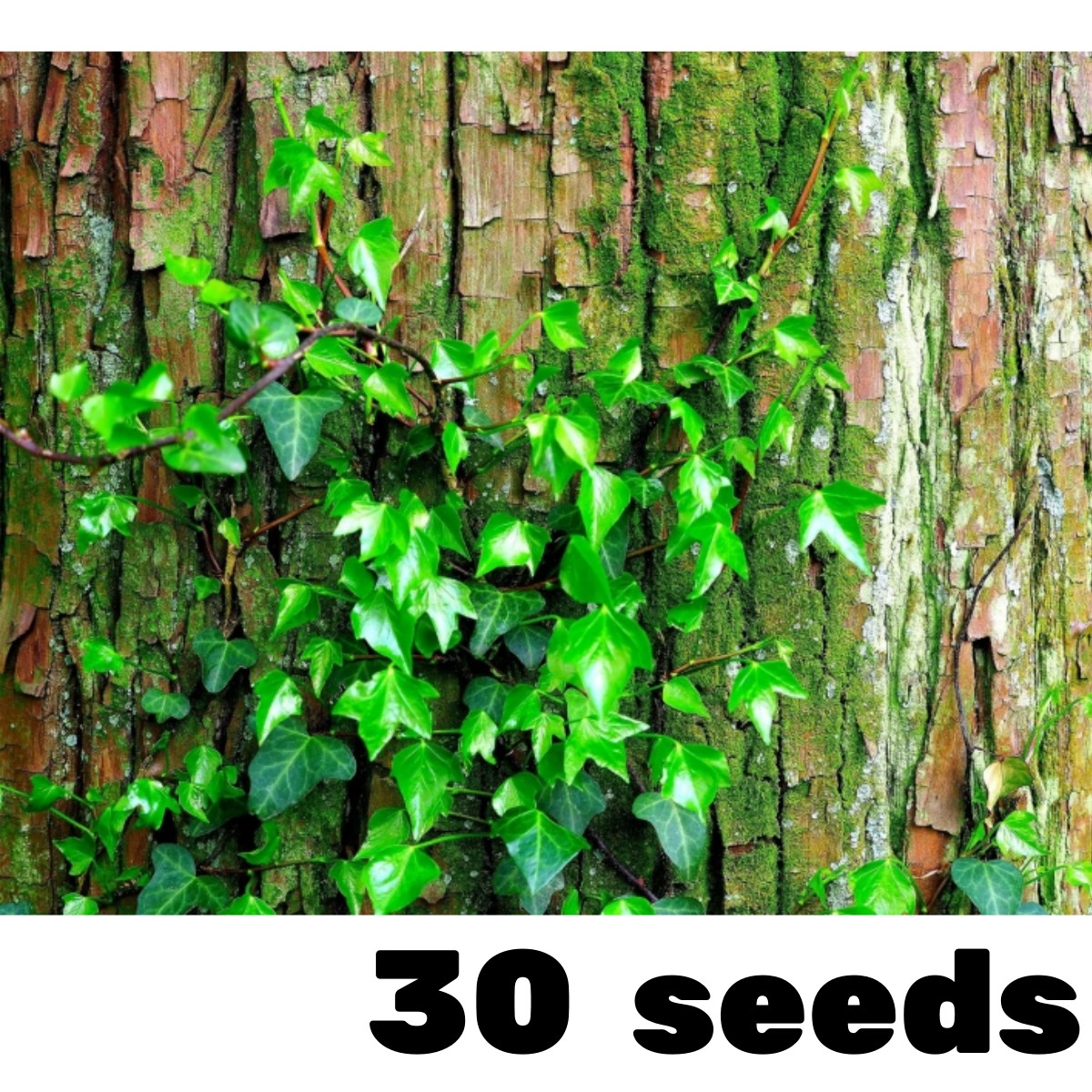 30 Climbing Ivy Seeds for Planting – Easy to Grow Boston Ivy Vine-Fast Shipping