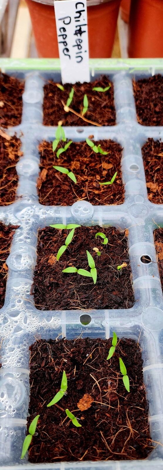 Heirloom Chiltepin Pepper Seeds – Capsicum anuum var. glabriusculum – Non-GMO