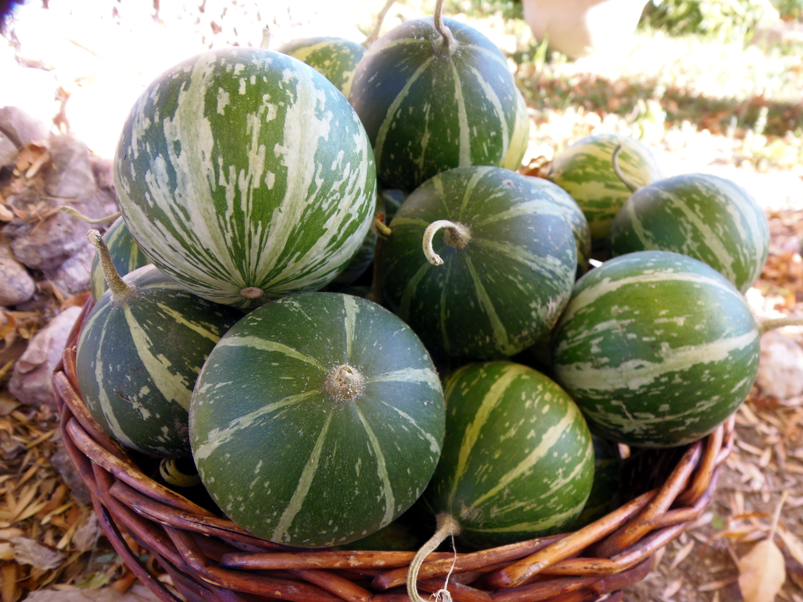 Buffalo (Coyote) gourd – Rare, wild vine, drought resistant, widely adaptable