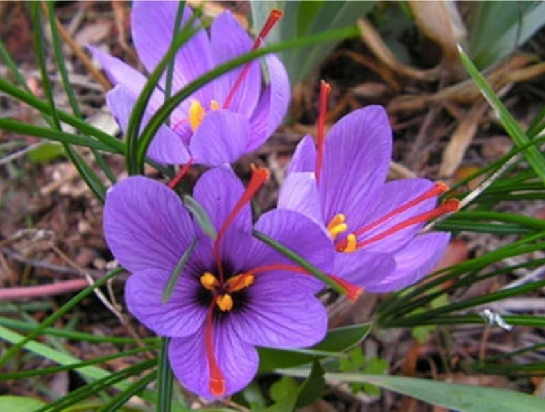 50 Saffron Crocus Sativus Corms Bulbs -Large 9 Cm Corms – Instructions Will b…