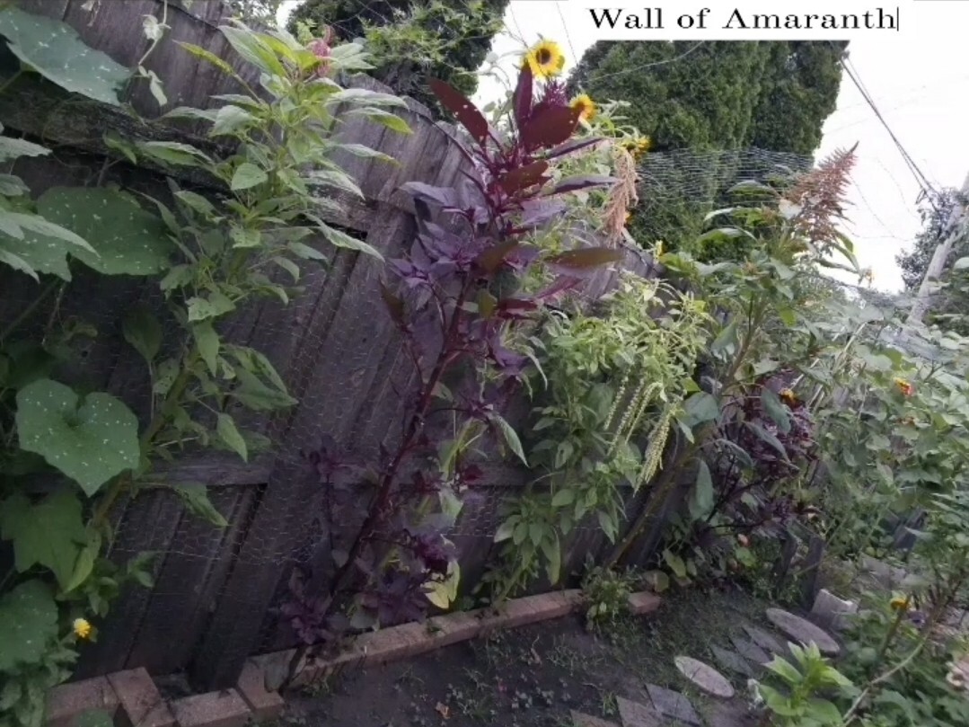 Amaranth Mixed Seeds 50 Organic Seeds
