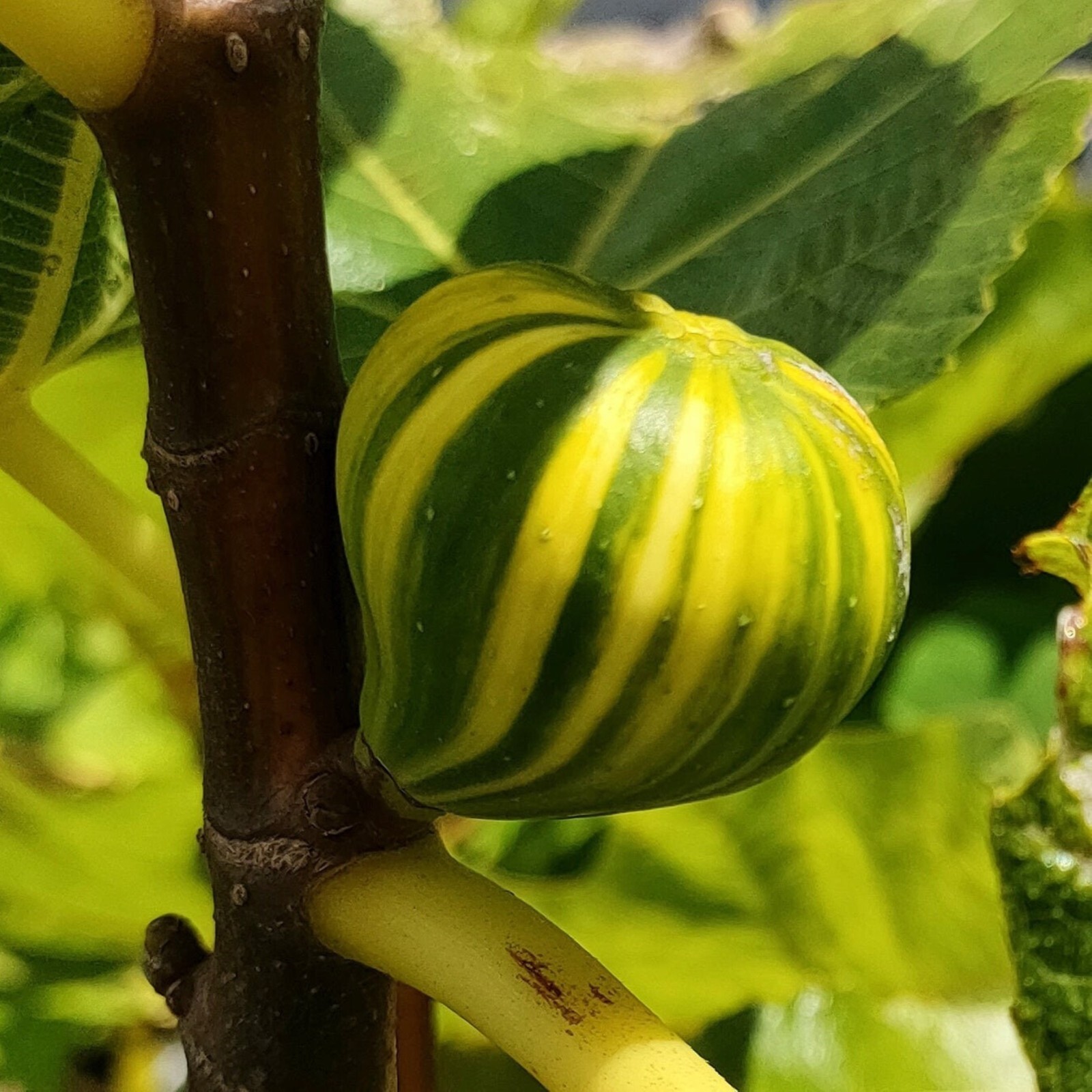 1 liter container Panache Tiger Fig Plant – Ficus carica variegated Sweet