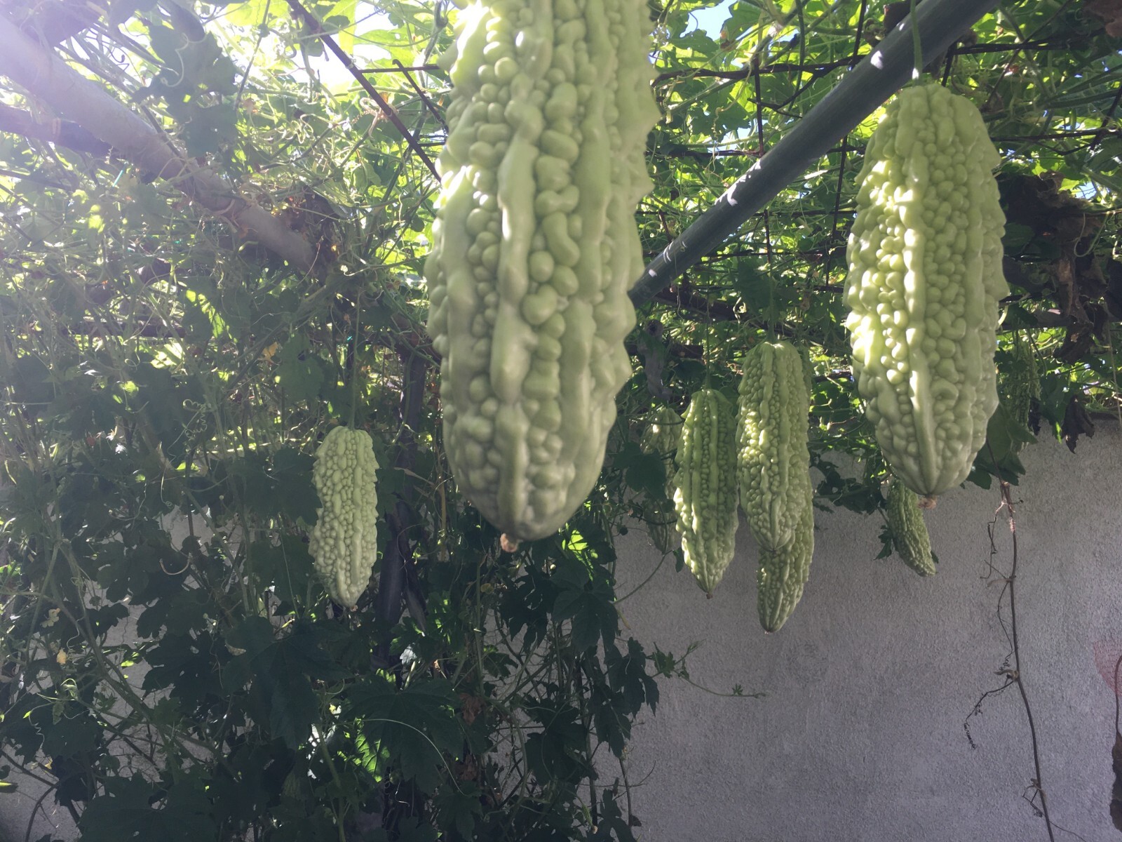 10 White Skin Bitter Gourd seeds Bitter melon Seeds Ku Gua Seeds Asian Vegetable