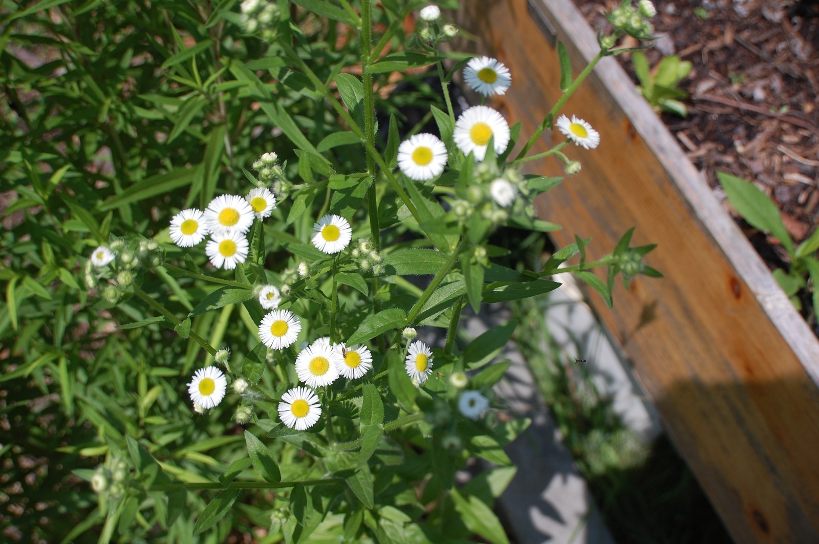 1/4 TSP + ANNUAL FLEABANE DAISY SEEDS/Erigeron annuus/NATIVE US