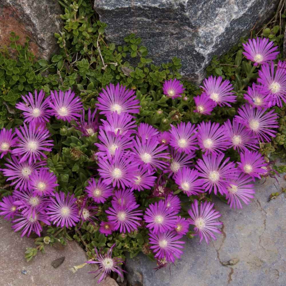 200 Seeds Ice Plant Delosperma Cooperi Table Mountain Drought Tolerant
