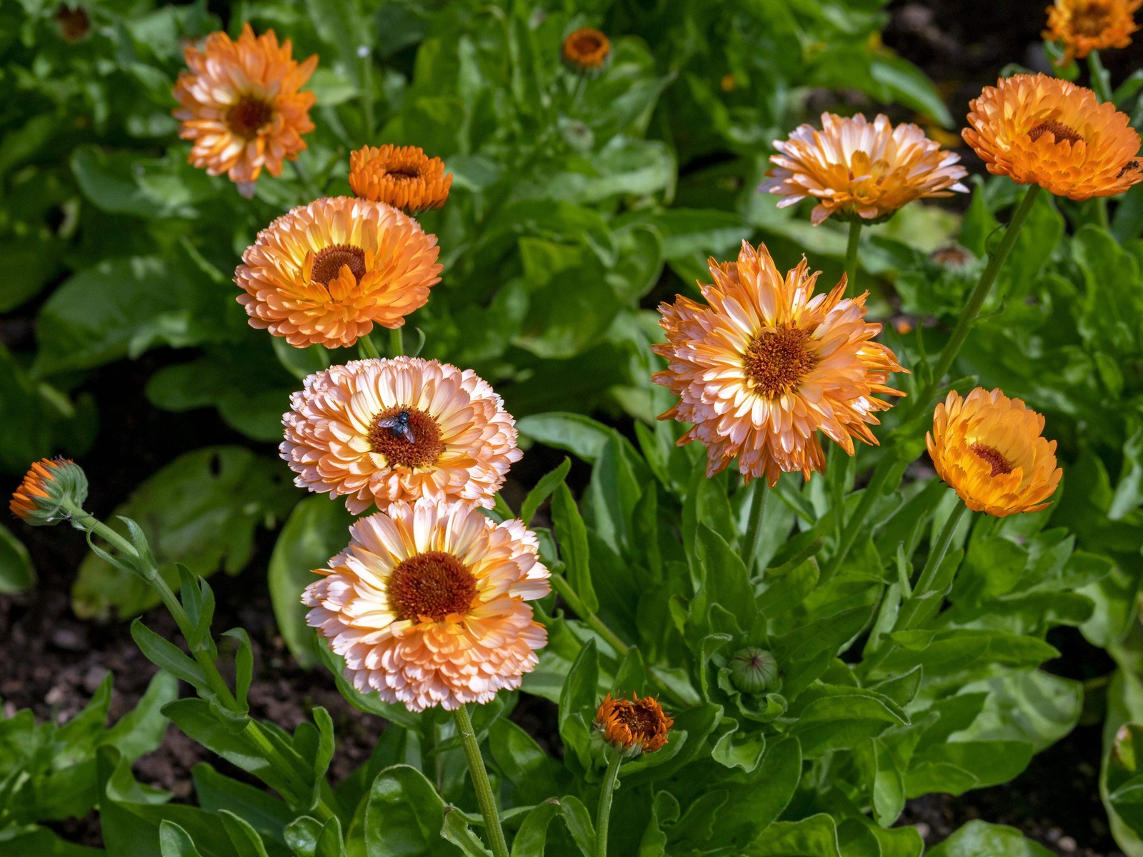 500 Mixed Colors FANCY MIX Pot MARIGOLD Calendula Officinalis Flower Seeds