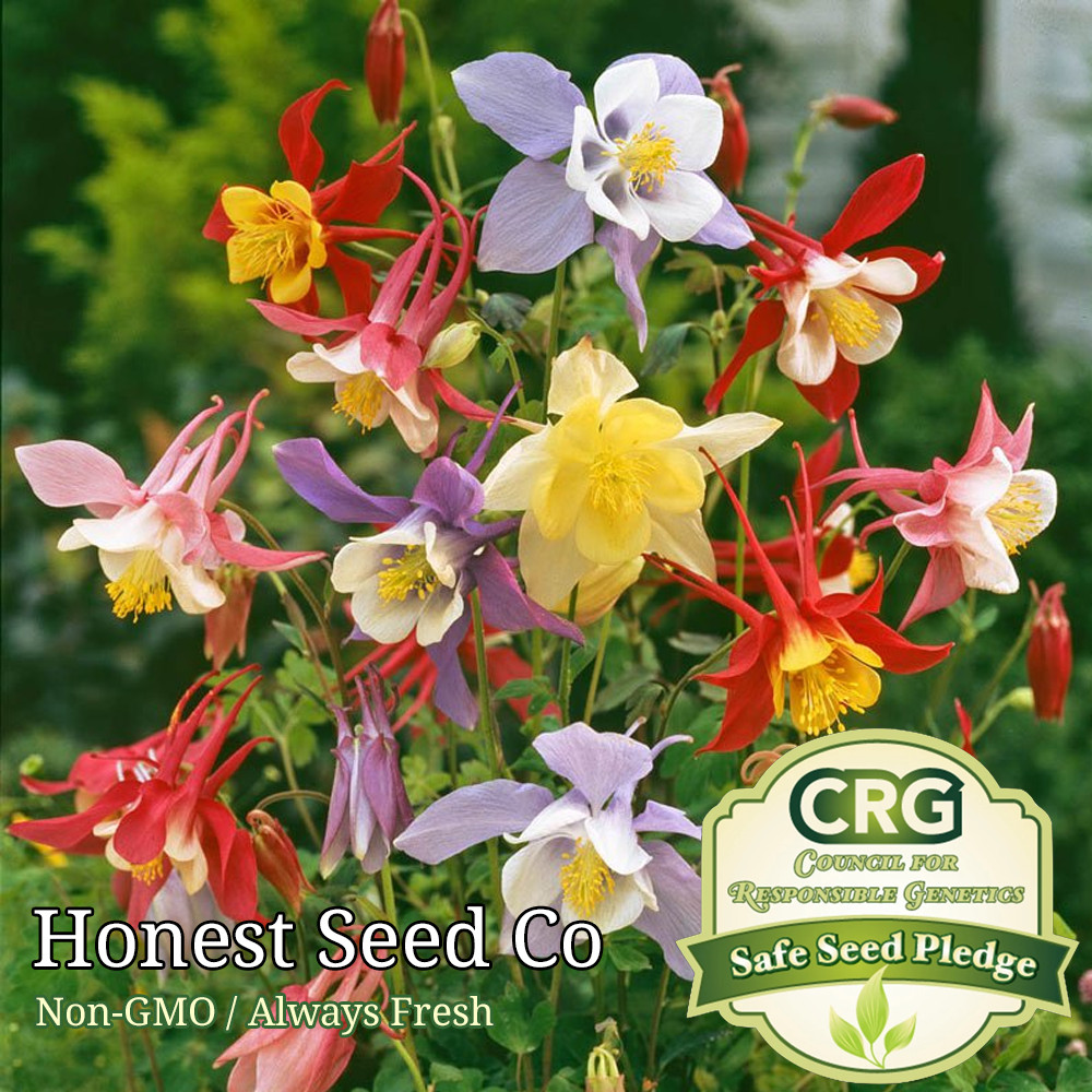 McKana Giant Mix Columbine Seeds | Attracts Pollinators | Fresh Flower Seeds