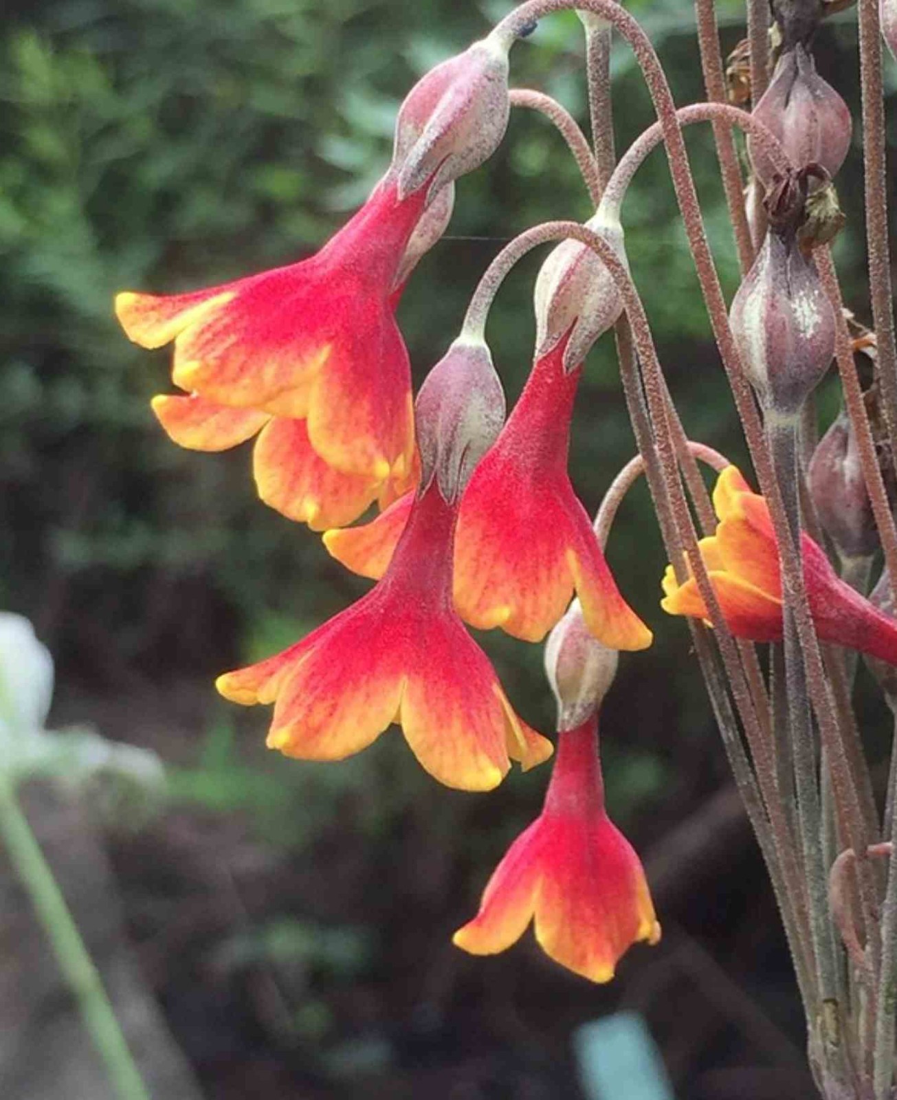 Primula florindae – Keilour color mix seed