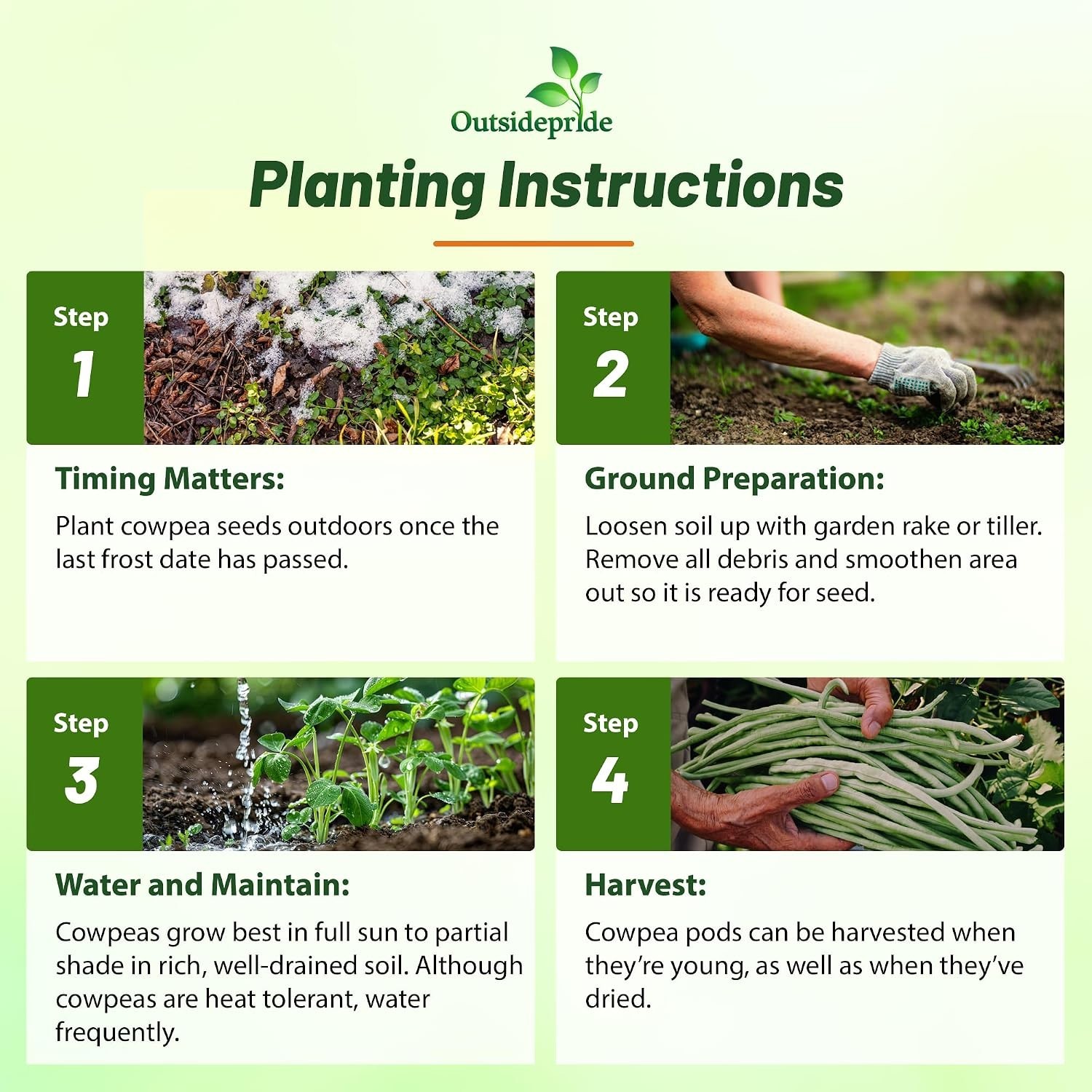 Nutrient-Rich Cowpeas Seeds – 10 lbs Cover Crops & Forage