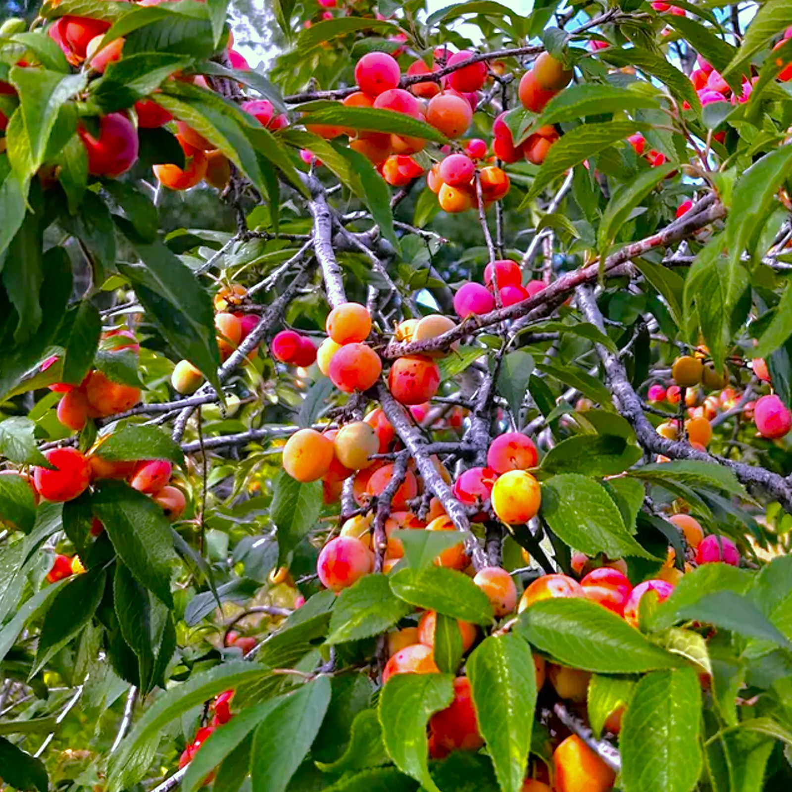 American Plum Tree Seeds – For 2026 Planting Prunus Americana Wild Plums Red