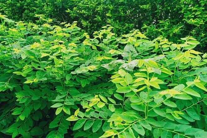 Star Gooseberry Leaves Seeds, Rau bồ ngót, Sauropus Androgynus, Katuk 200+ Seeds