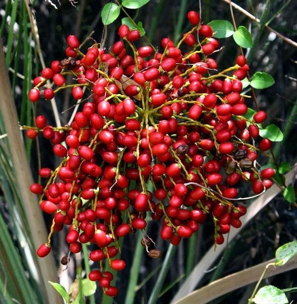 Phoenix sylvestris | India Date Palm | Silver Date Palm | 20 Seeds