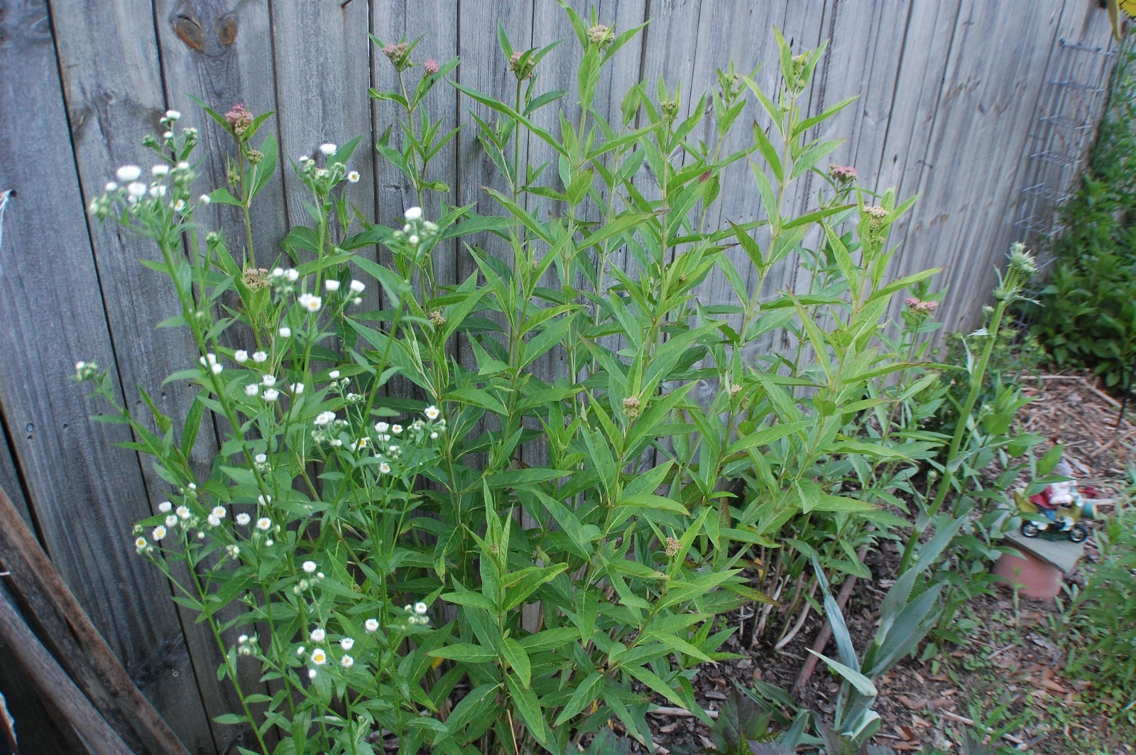 1/4 TSP + ANNUAL FLEABANE DAISY SEEDS/Erigeron annuus/NATIVE US