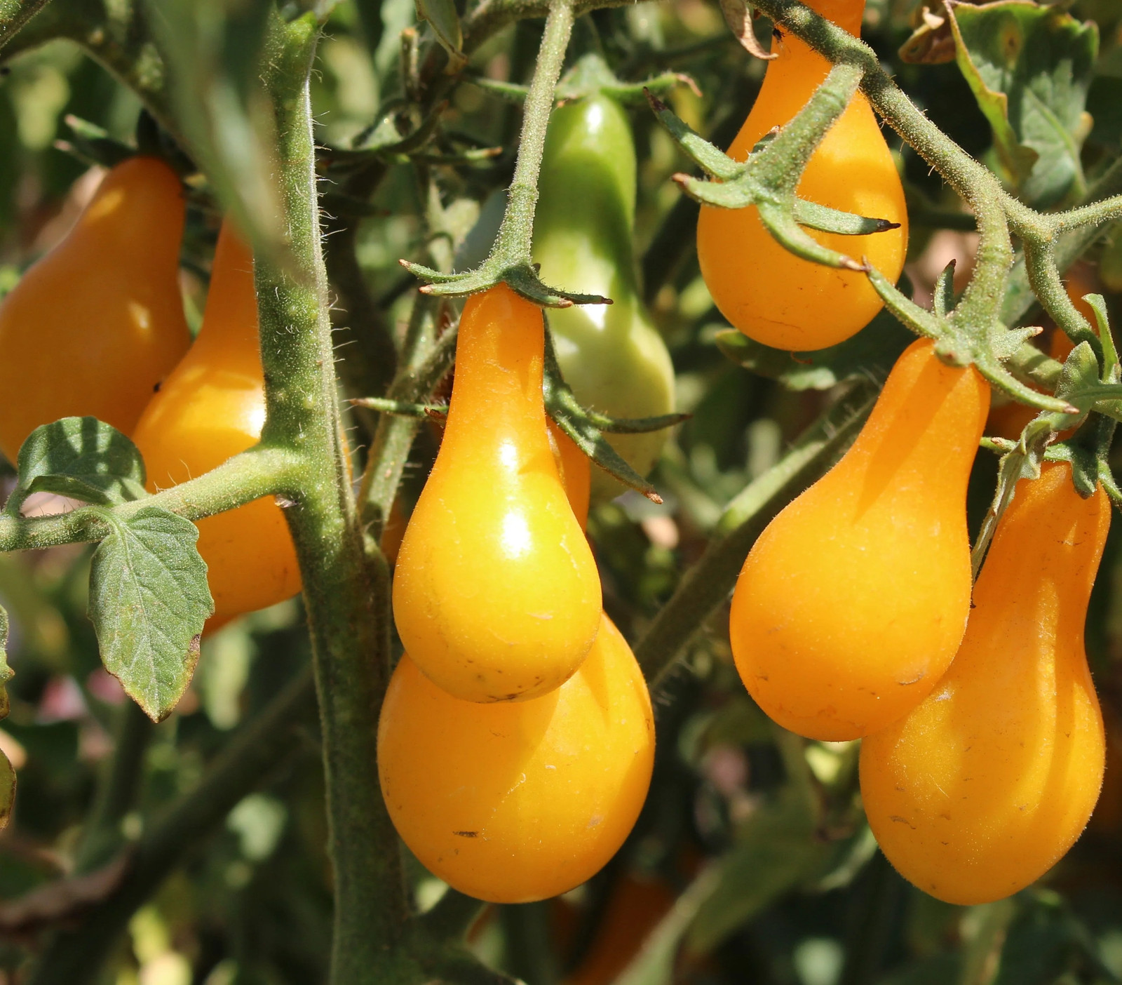 Patio Choice F1 Yellow Tomato (Dwarf) Seeds – For 2026 Planting AAS Winner