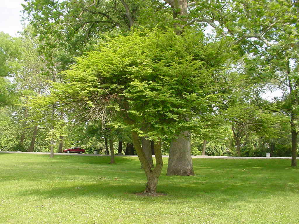 Burning Bush, Euonymus alatus, Shrub Seeds