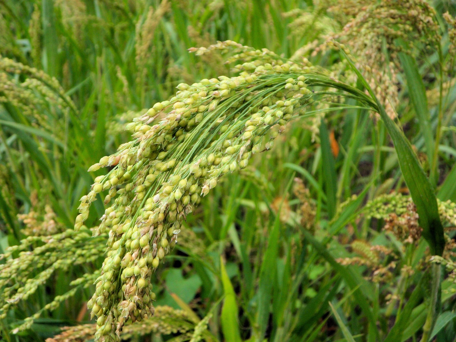 Brown Top Millet Seeds – Fast Growing, Drought Tolerant, Excellent Wildlife Food
