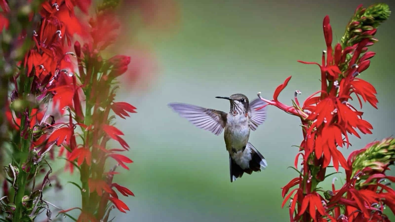 300+ CARDINAL FLOWER SEEDS (Lobelia cardinalis) Hummingbird Plant Perennial USA